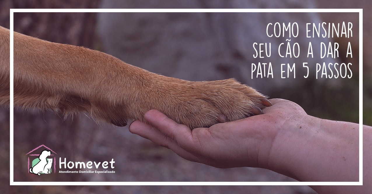 Quer ensinar seu cãozinho a dar a pata? Aprenda!