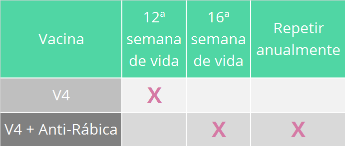 Protocolo de vacinação veterinária para gatos