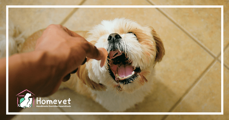 Alimentos proibidos para cães, evite!